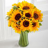 Premium-12 Sunflowers with Vase