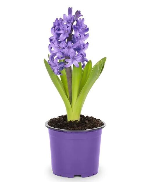 Potted Hyacinth a14256